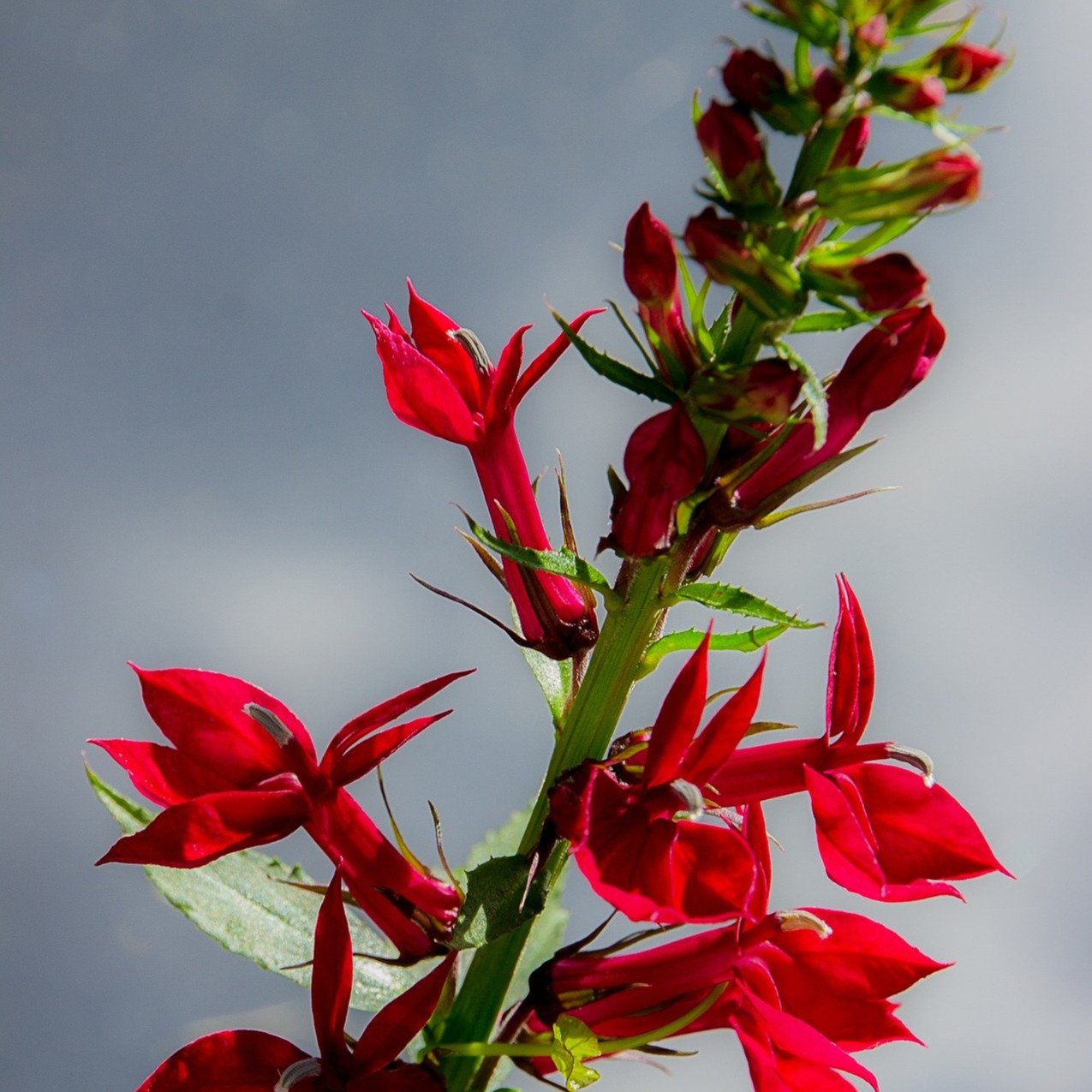 Lobelia Seeds