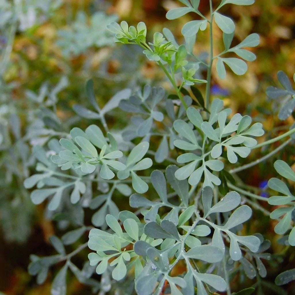 Rue Seeds