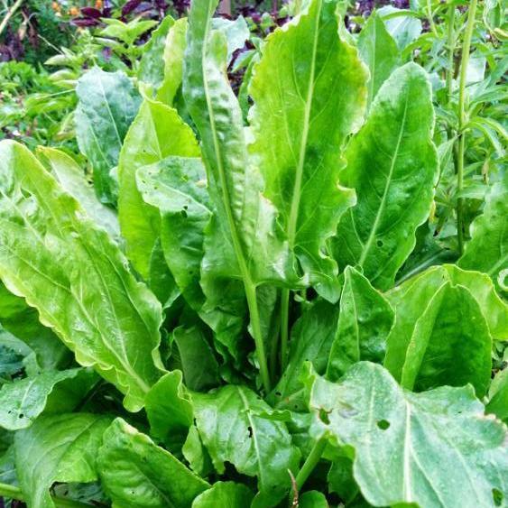 Sorrel Seeds