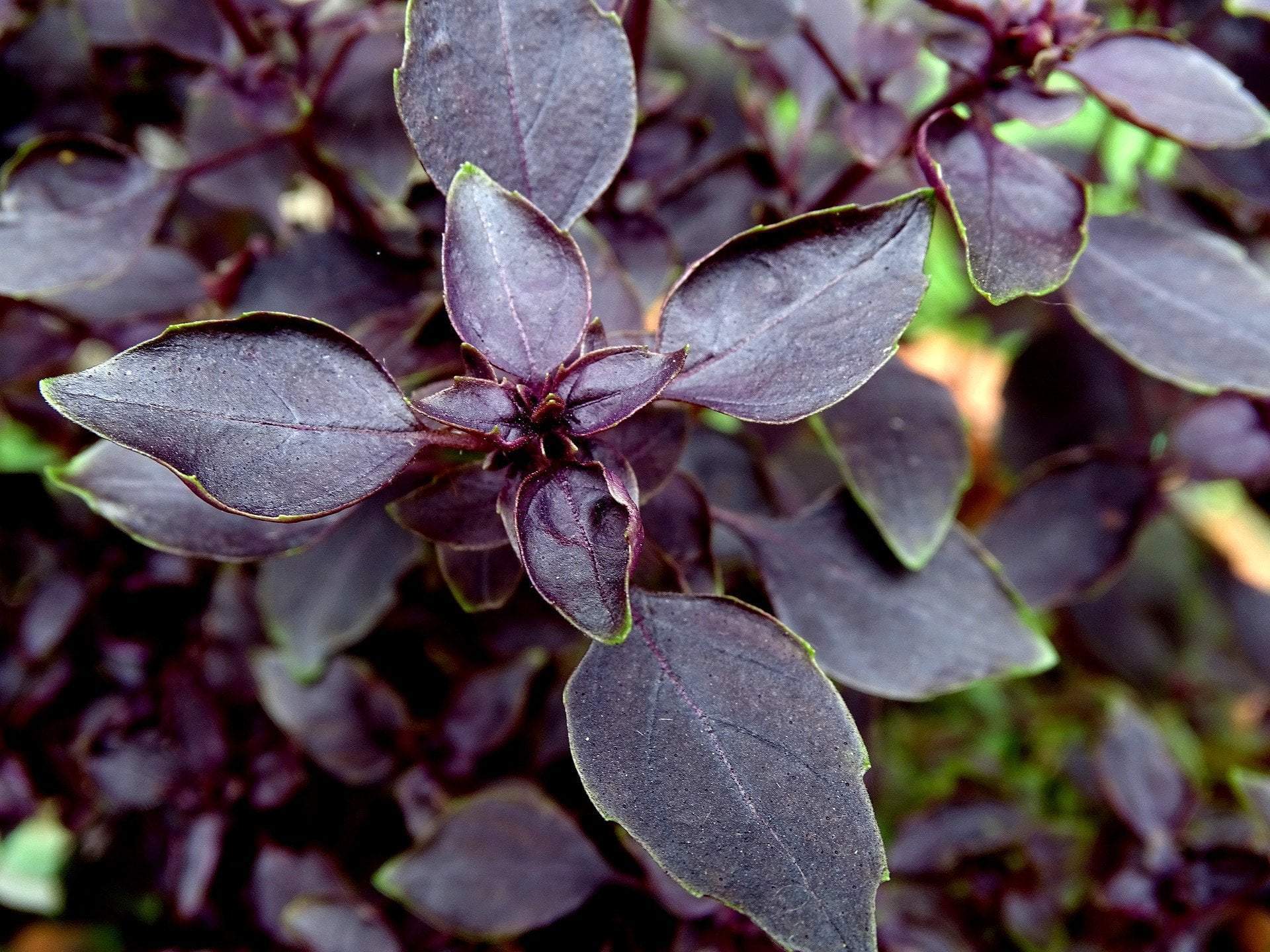 Herbs Seeds for culinary and medicinal use from Sow True Seed