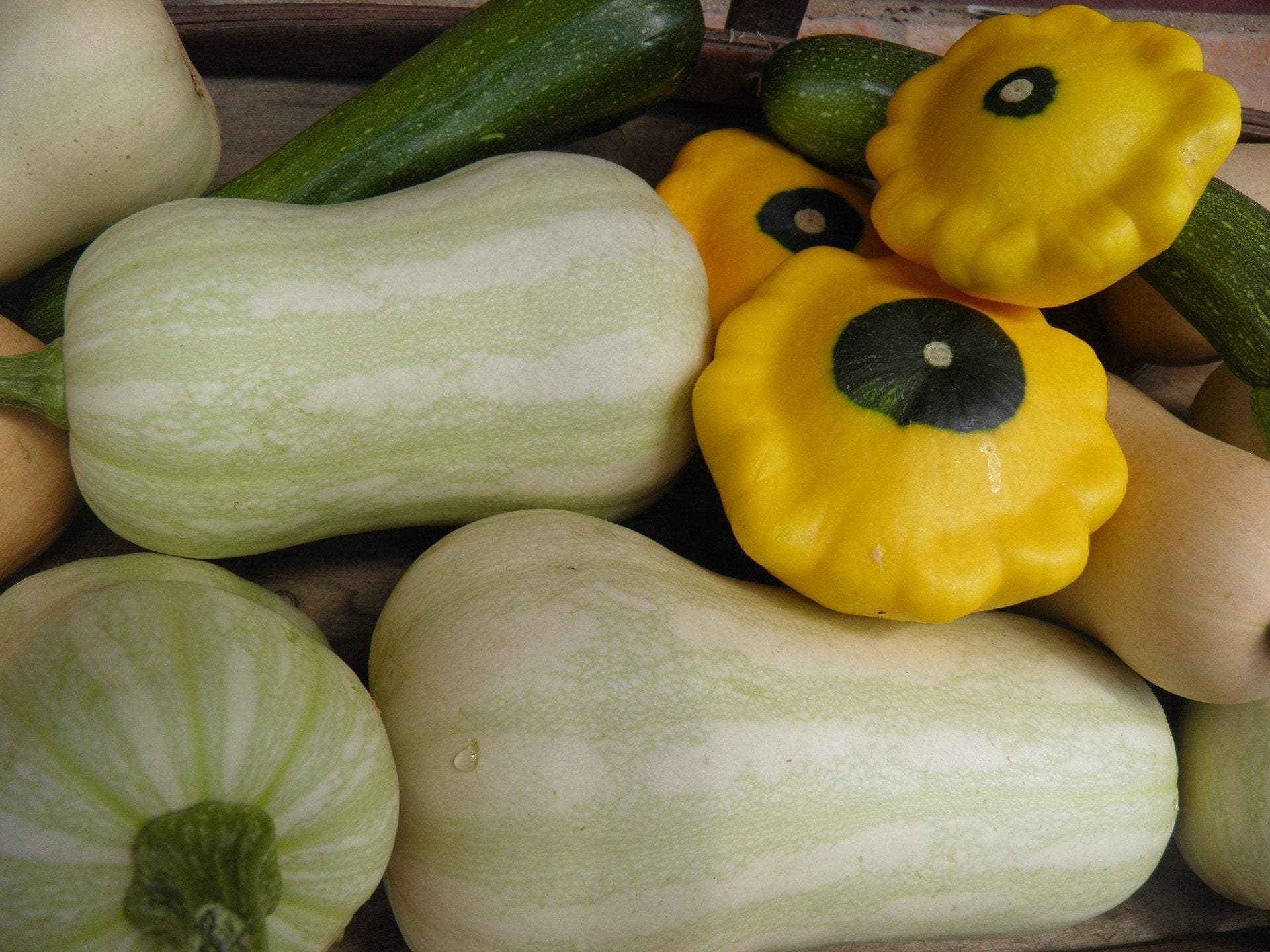 Squash Seeds
