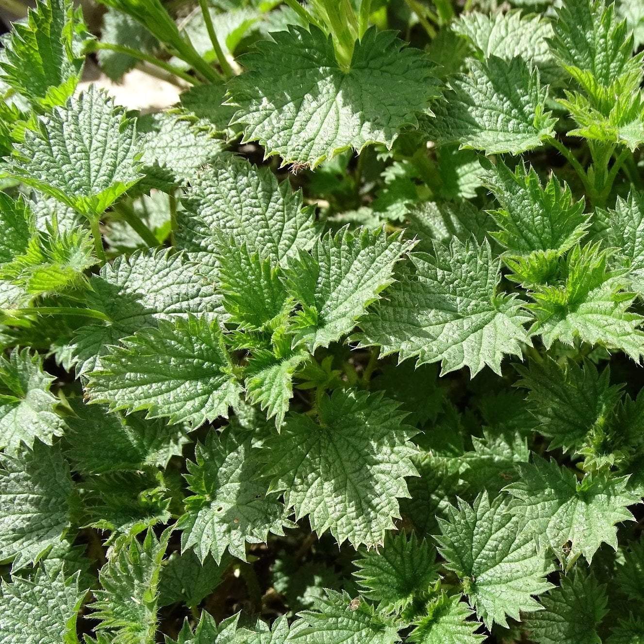 Stinging Nettle Seeds
