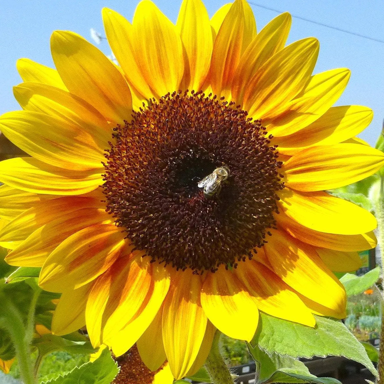 Sunflower Seeds