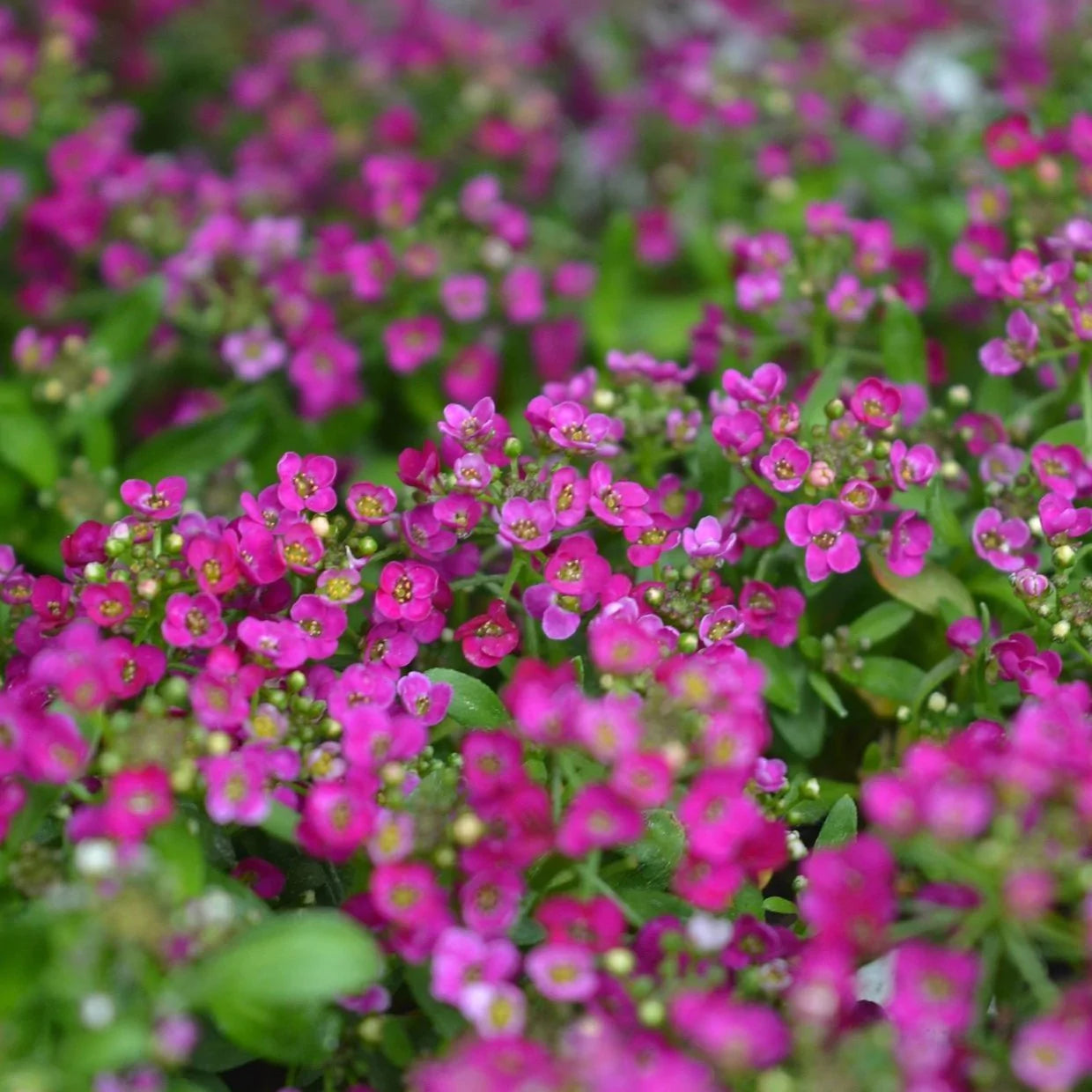 Sweet Alyssum Seeds