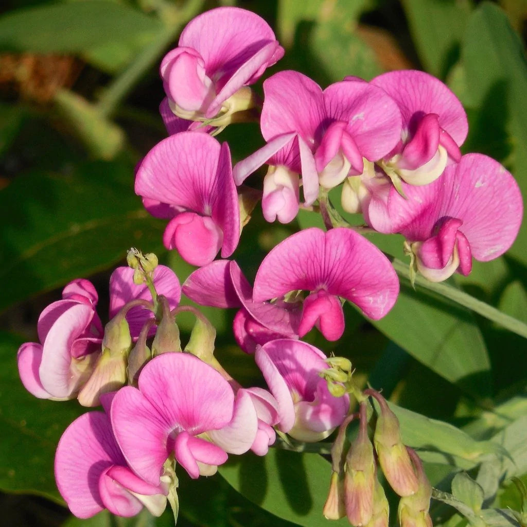 Sweet Pea Seeds