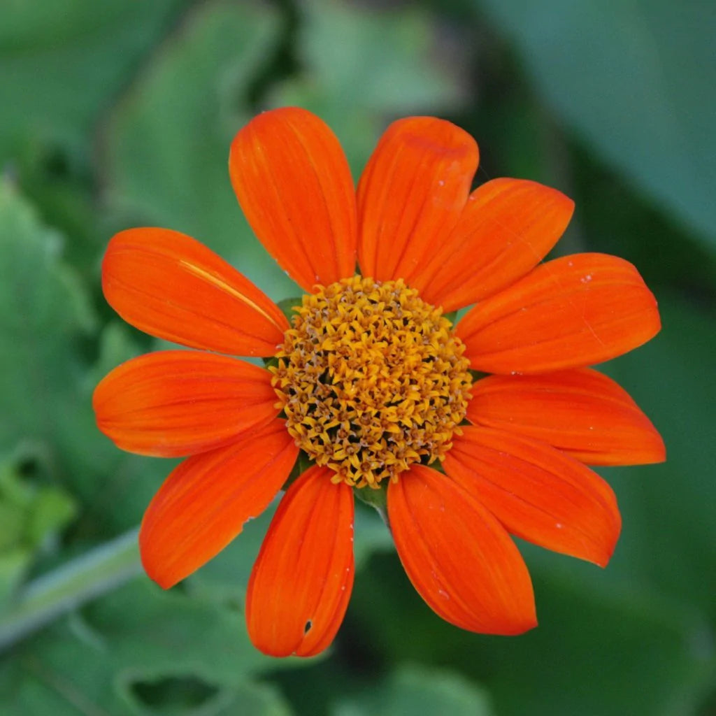 Tithonia Seeds