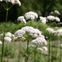 Valerian Seeds