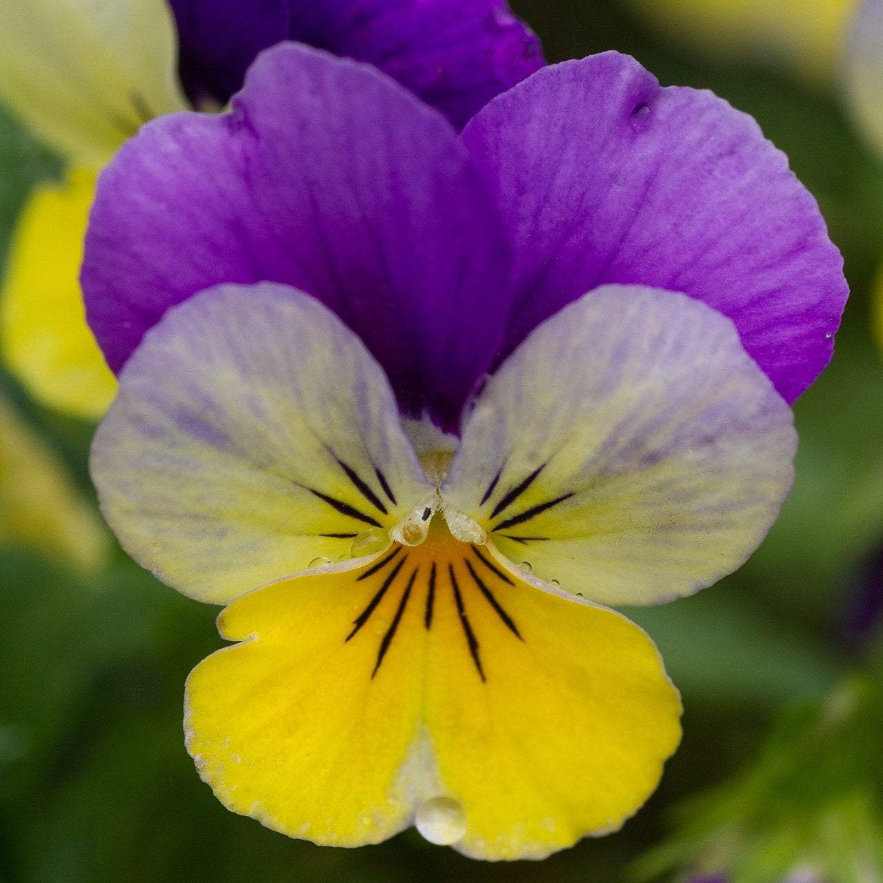 Viola Seeds