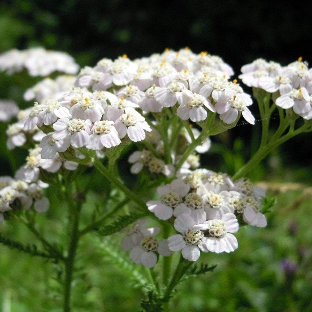 Yarrow Seeds