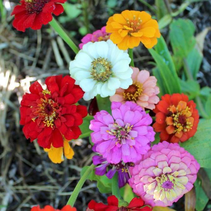 Zinnia Seeds