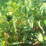Bush Bean Seeds - Dark Corner - Sow True Seed