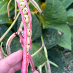 Southern Pea Seeds - Dimpled Brown Crowder - Sow True Seed