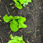 Lettuce Seeds - Key Lime, ORGANIC - Sow True Seed