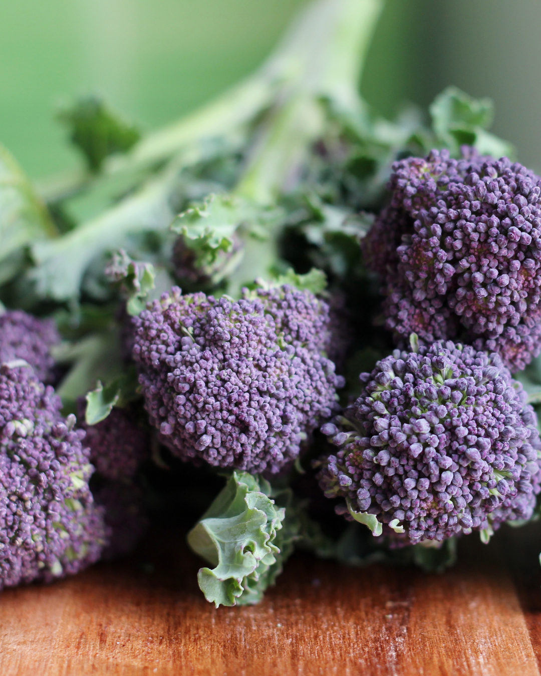 Broccoli Seeds - Early Purple Sprouting - Sow True Seed