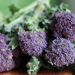 Broccoli Seeds - Early Purple Sprouting - Sow True Seed