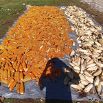 Dent Corn Seeds - Suwan-1 - Sow True Seed