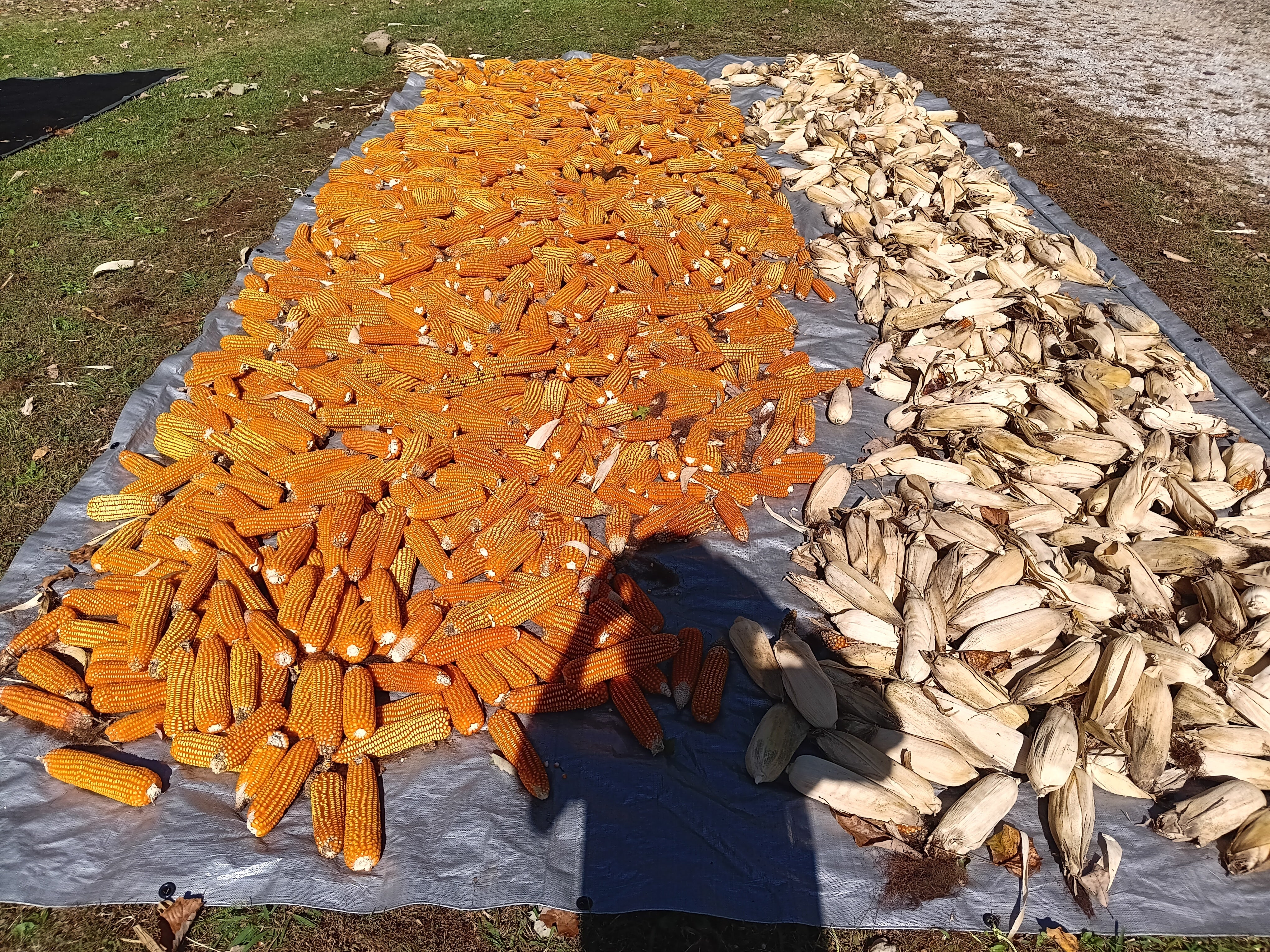 Dent Corn Seeds - Suwan-1 - Sow True Seed