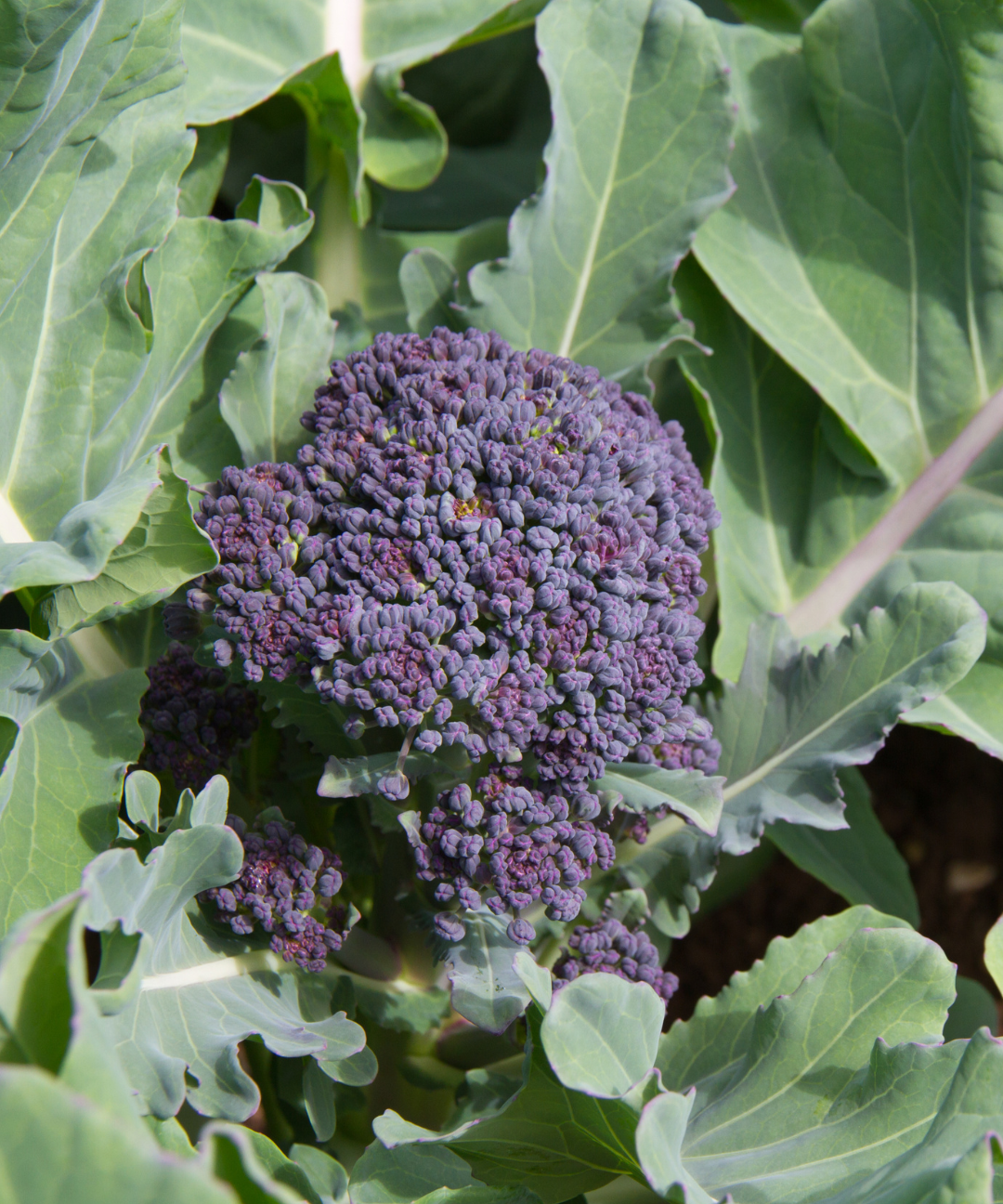 Broccoli Seeds - Early Purple Sprouting - Sow True Seed