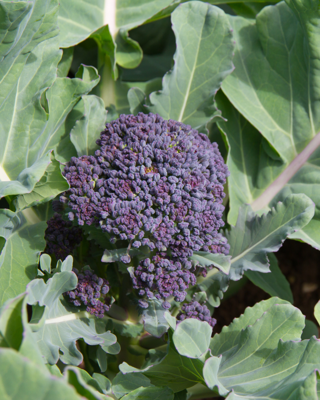 Broccoli Seeds - Early Purple Sprouting - Sow True Seed