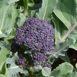 Broccoli Seeds - Early Purple Sprouting - Sow True Seed