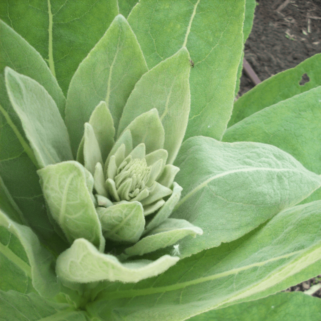 Mullein Seeds - Sow True Seed