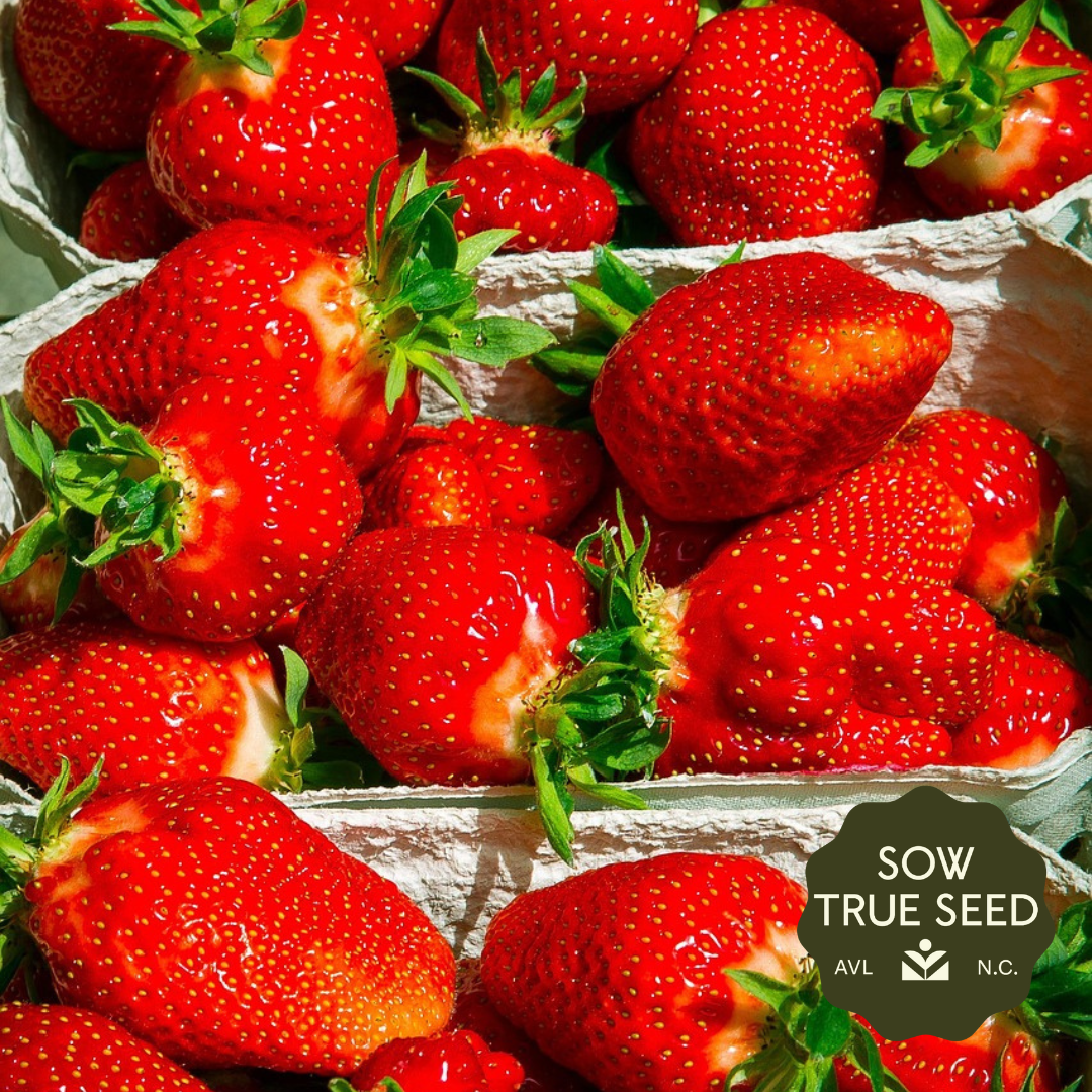 Albion Strawberry Plants - Sow True Seed