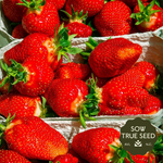 Albion Strawberry Plants - Sow True Seed