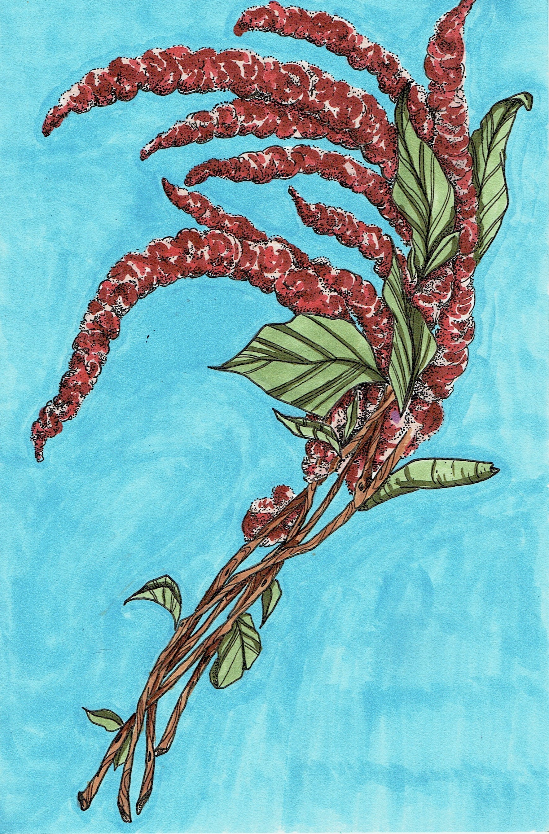 Amaranth Seeds - Love Lies Bleeding - Sow True Seed