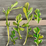 Arugula Seeds - Wild - Sow True Seed
