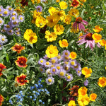 Flower Seed Mix - Bee Feed - Sow True Seed