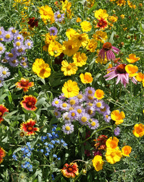 Flower Seed Mix - Bee Feed - Sow True Seed