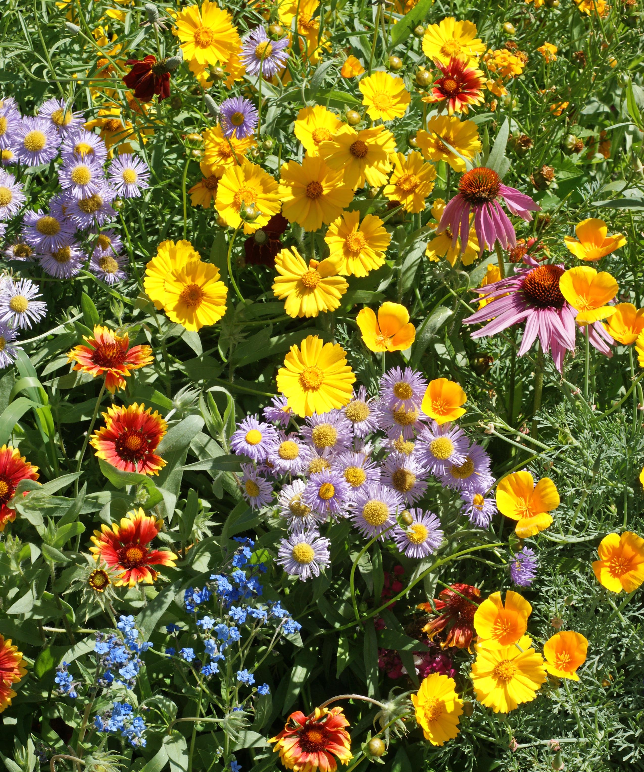 Flower Seed Mix - Bee Feed - Sow True Seed