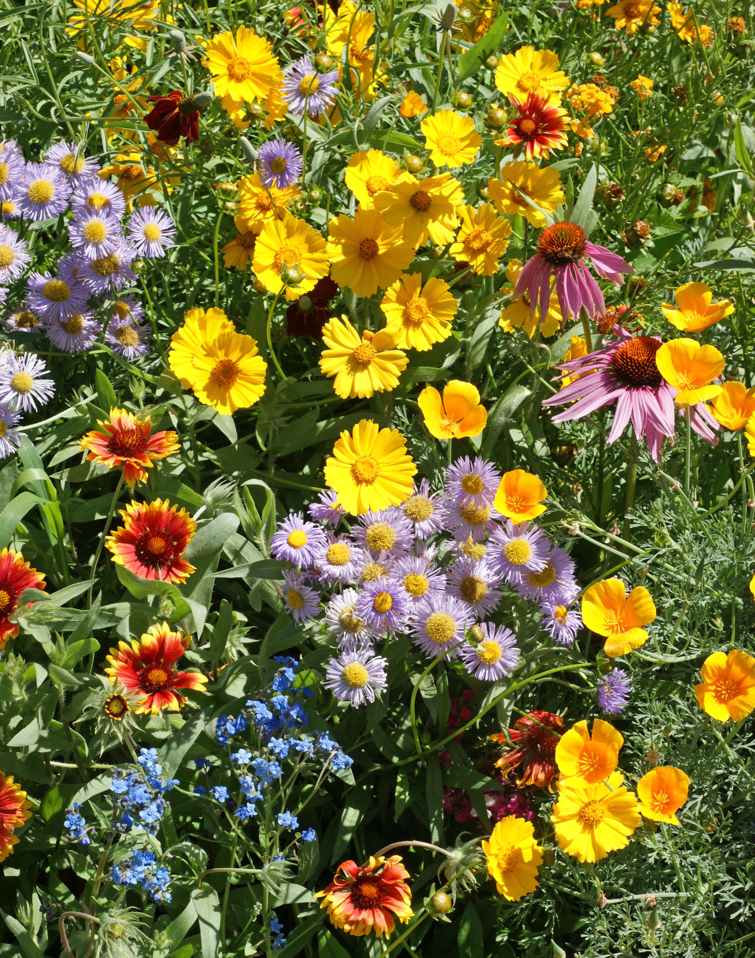 Flower Seed Mix - Bee Feed - Sow True Seed