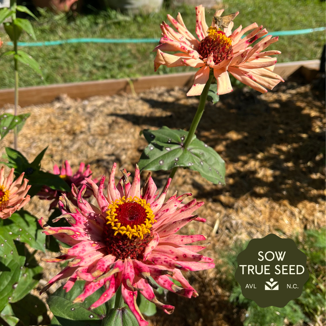 Zinnia Seeds - Cactus-Flowered Mix - Sow True Seed