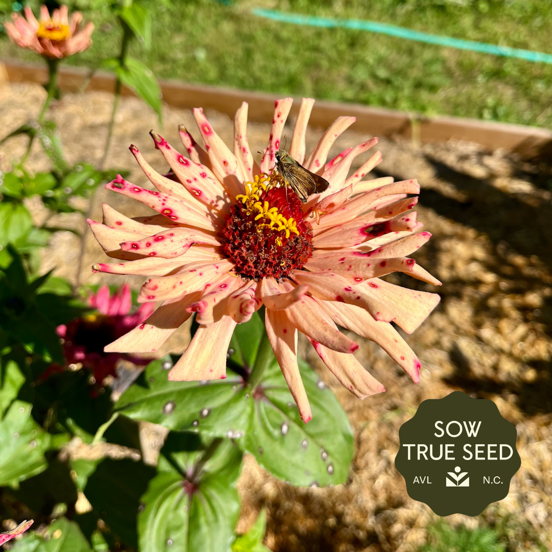 Zinnia Seeds - Cactus-Flowered Mix - Sow True Seed