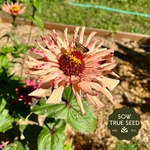 Zinnia Seeds - Cactus-Flowered Mix - Sow True Seed
