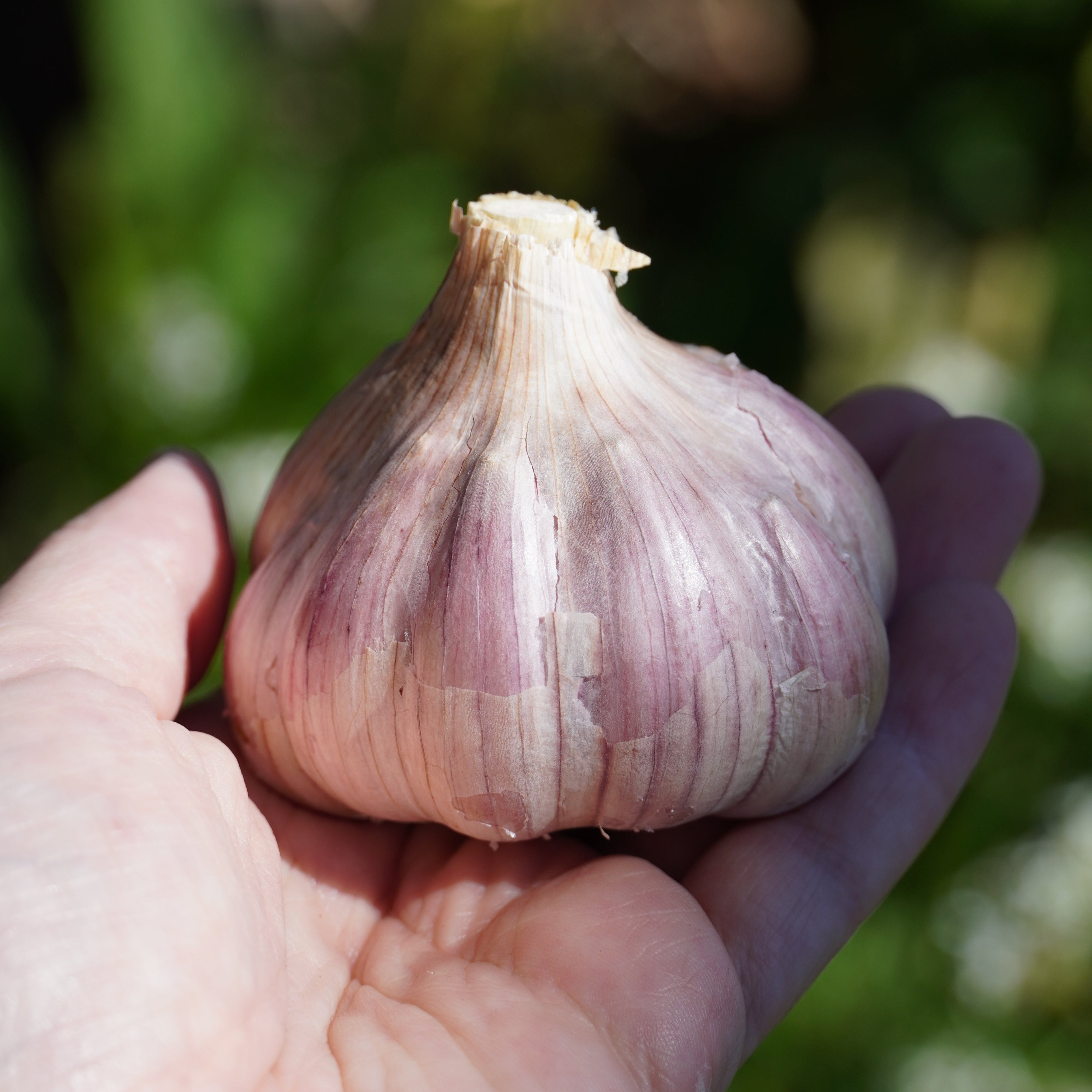 Chesnok Red Hardneck Garlic - Sow True Seed