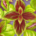 Coleus Seeds - Rainbow Mix - Sow True Seed