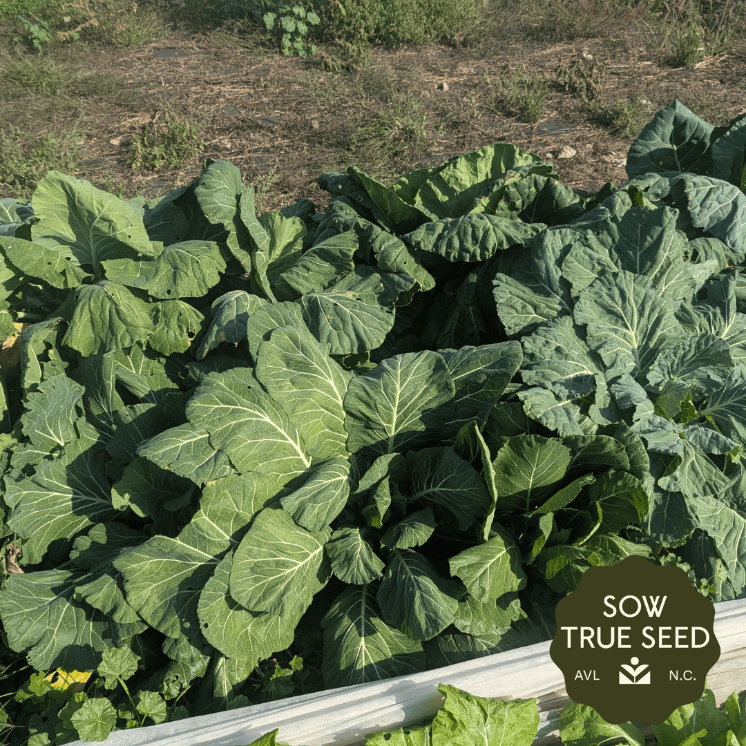 Collard Seeds - Champion - Sow True Seed