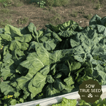 Collard Seeds - Champion - Sow True Seed