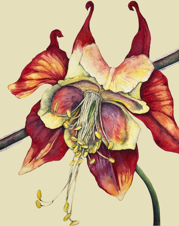 Columbine Seeds - Eastern Columbine - Sow True Seed