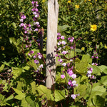 Hyacinth Bean - Purple - Sow True Seed