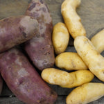 Fingerling Potato Bundle, ORGANIC - Sow True Seed