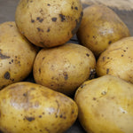 Golden Nugget Potato, ORGANIC - Sow True Seed