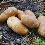 Russet Burbank Potato, ORGANIC - Sow True Seed