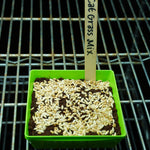 Microgreen Seed - Cat Grass Mix, ORGANIC - Sow True Seed