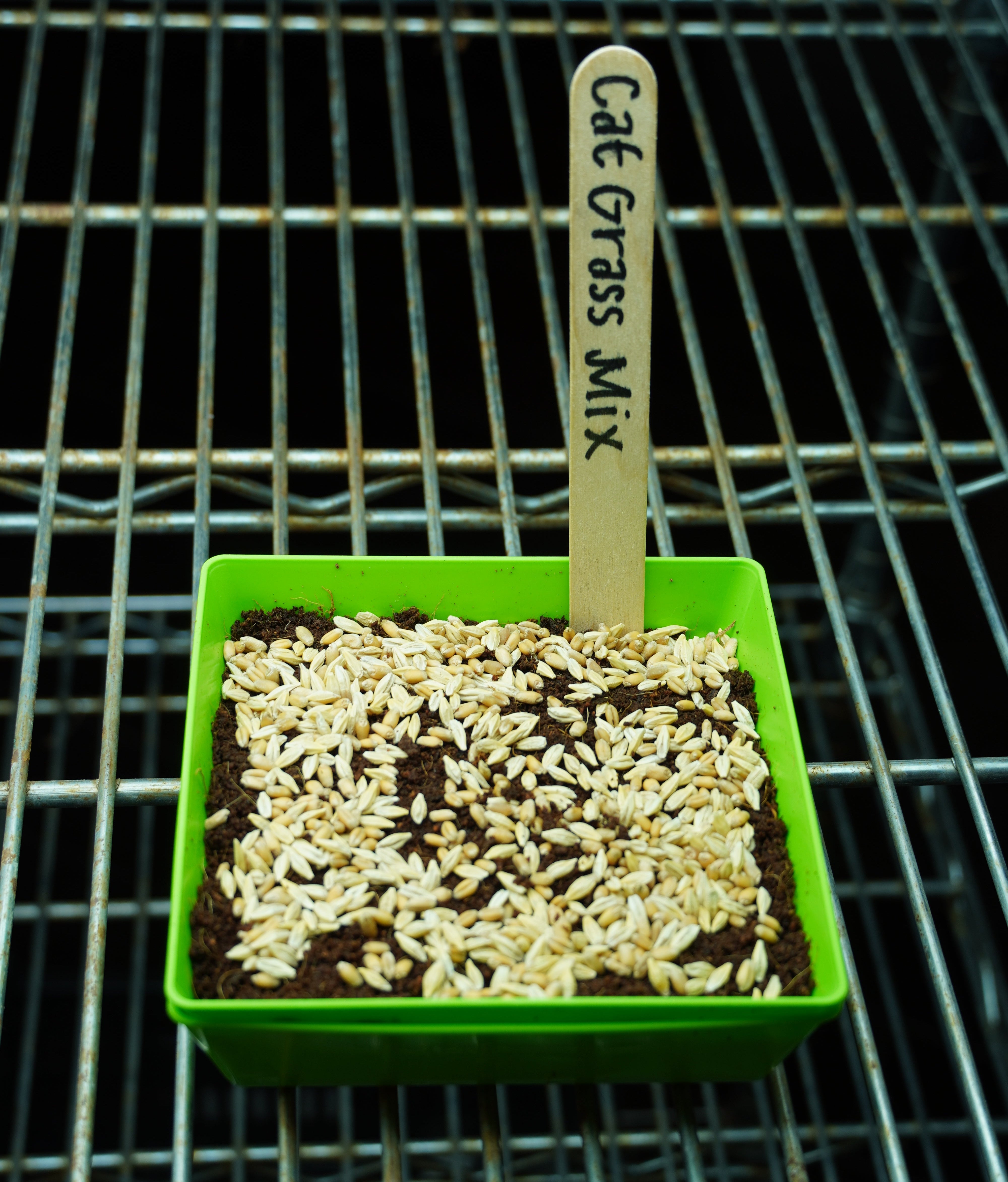 Microgreen Seed - Cat Grass Mix, ORGANIC - Sow True Seed