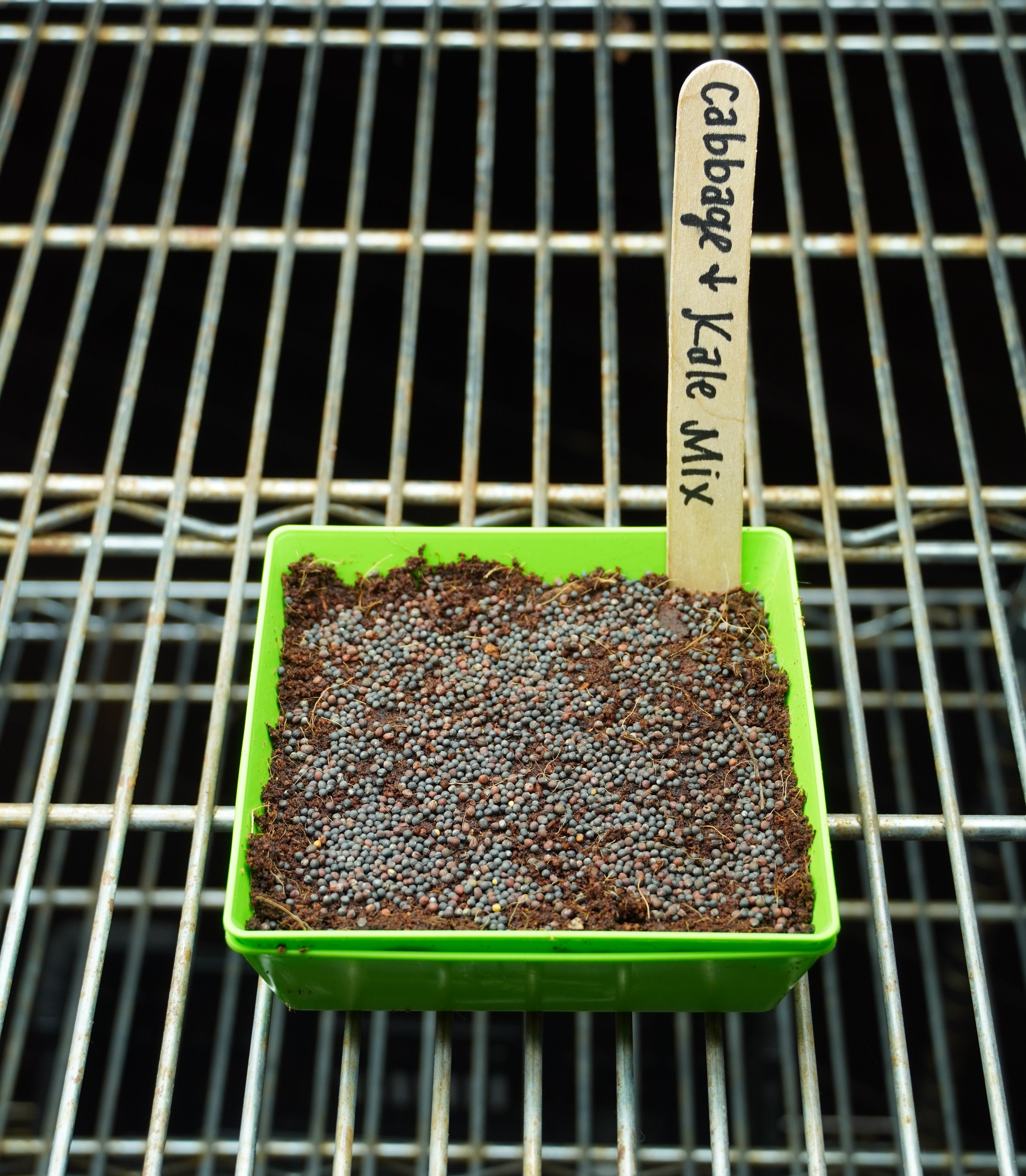 Microgreen Seed - Cabbage and Kale Mix - Sow True Seed