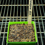 Microgreen Seed - Rainbow Mix - Sow True Seed