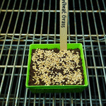Microgreen Seed - Wheat Grass, ORGANIC - Sow True Seed